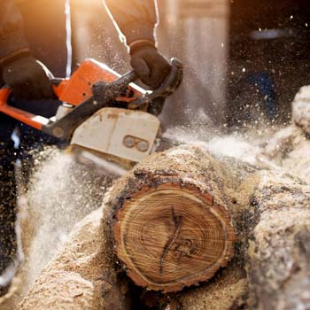 MICHELET ELAGAGE 21 : Paysagiste