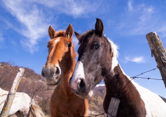 Comment vermifuger son cheval naturellement et en toute sécurité